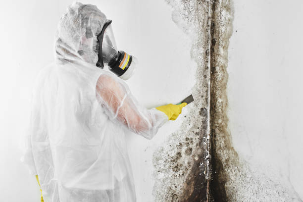 Best Black Mold Removal  in Middleport, NY