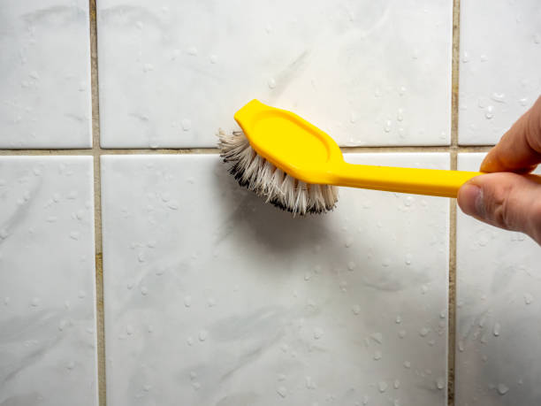 Best Mold Removal Near Me  in Middleport, NY
