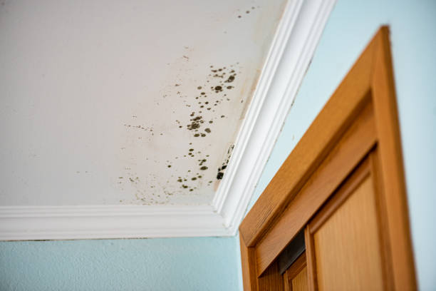 Best Fast Mold Removal  in Middleport, NY