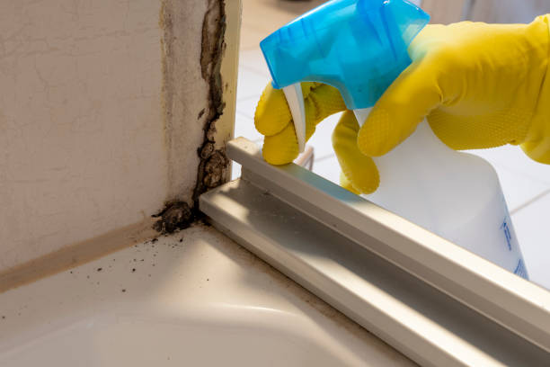 Best Home Mold Removal  in Middleport, NY