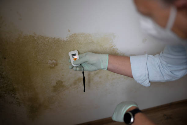 Best Professional Mold Removal  in Middleport, NY