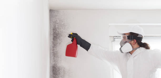 Best Same-Day Mold Removal  in Middleport, NY