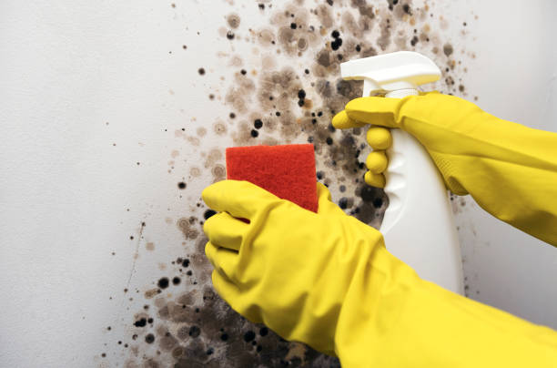 Best Best Mold Removal Companies  in Middleport, NY