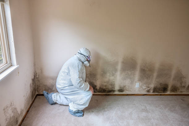 Best Crawl Space Mold Removal  in Middleport, NY
