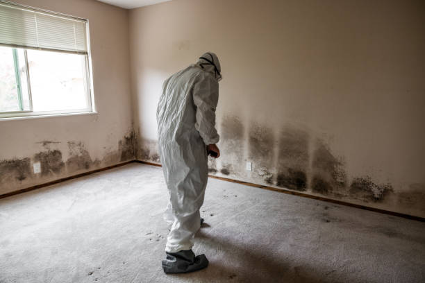 Best Emergency Mold Removal  in Middleport, NY