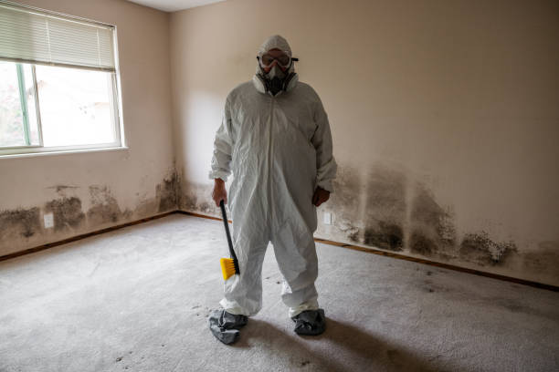 Best Affordable Mold Removal  in Middleport, NY