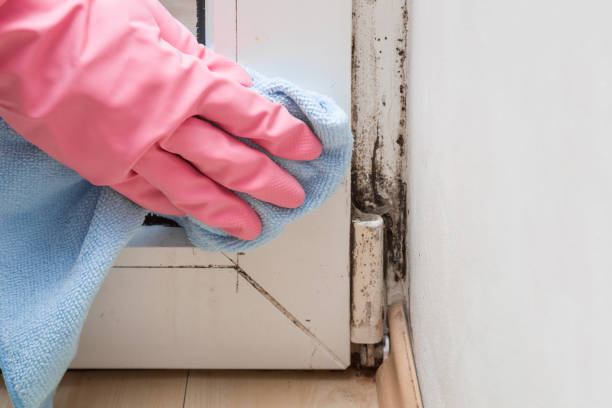Best Toxic Mold Removal  in Middleport, NY