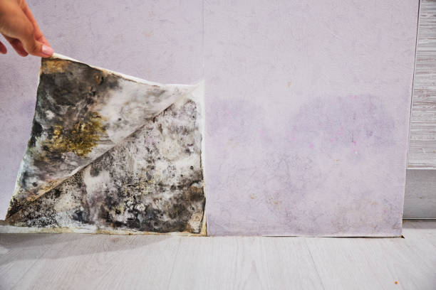 Best Residential Mold Removal  in Middleport, NY